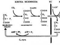 Порівняльна характеристика С3 і -С4 рослин Акцептором со2 у рослин с4 є