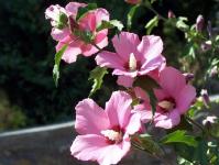 Hibiscus gėlė: auginimas, priežiūra ir nuotrauka Apsauga nuo ligų ir kenkėjų