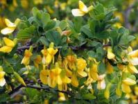 Yellow acacia: description, use in folk medicine