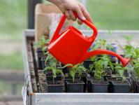 Підживлення розсади томатів та перцю народними засобами: добрива для гарного врожаю