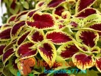 Growing coleus in the garden and at home how to plant with seeds and cuttings photo species