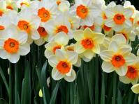 Eucharis - house daffodil