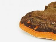 All about the beneficial properties of the chaga mushroom and its uses
