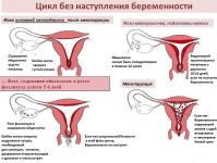Que se passe-t-il après l'ovulation ?