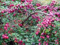 Vyšnių slyvų uogienė be sėklų