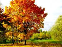 Comment faire un arbre d'automne de vos propres mains ?