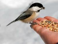 Interpretation of the dream of feeding in dream books