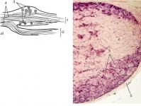 Sistemi nervor histologjik i veçantë Burimi embrional i formimit të sistemit nervor periferik