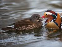 Mandarin ducks according to Feng Shui are symbols of love and harmony