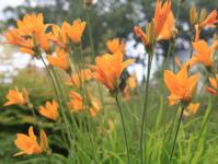 Diploid and tetraploid daylilies, which should you choose?
