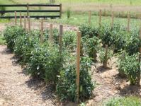 Plants de tomates - tout pour obtenir une vraie récolte