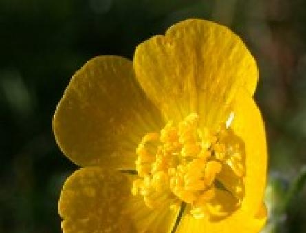 Acrid buttercup - ööpimedus, pealekandmine Kana lilled