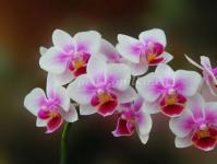 Kuinka tehdä topiary orkideoista omin käsin?
