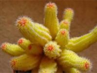Rules for propagating cacti with step-by-step instructions How to propagate a cactus at home