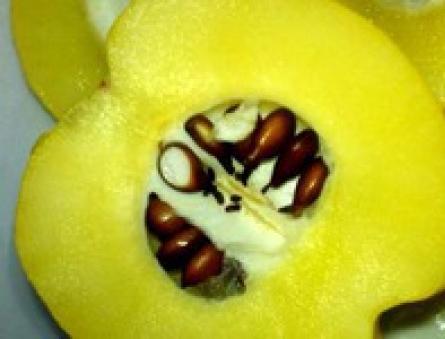 Što je dunja i kako je jesti - korisna svojstva i upotreba voća