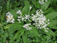 Wild garlic properties, benefits and harms, how it looks, recipes