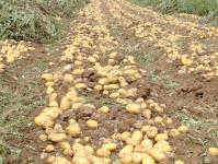 Kokios yra geriausios trąšos bulvėms sodinant