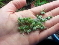 Peculiarities of Kalanchoe propagation: when to do it, in what ways and how to root a new flower?