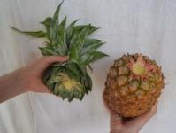 Як виростити ананас будинку з верхівки в домашніх умовах