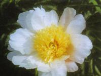 Pivoines.  Les meilleures variétés et types.  Magnifiques pivoines - photos de fleurs dans le jardin et descriptions des variétés Pivoine Velda Atkinson