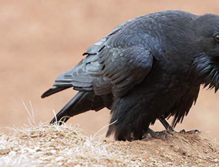 Zašto crni gavran može sanjati kako vrana kuca na prozor u snu