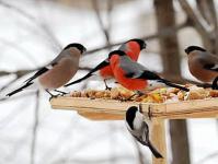 Kuinka tehdä lintujen syöttölaite omin käsin: alkuperäisiä ja epätavallisia ideoita