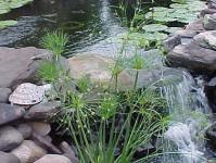 Cyperus: species with photos, growing and propagation conditions