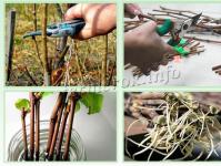 Keväällä rypäleiden kasvatuksen ominaisuudet: menetelmä pistokkaiden istuttamiseksi maahan