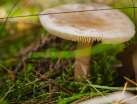 Отровни печурки lacticaria (со фотографија) Дали златната млечна печурка може да се јаде