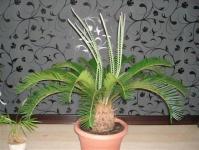 What are cycad plants