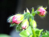 Pelargonium - opis, njega, uzgoj i reprodukcija Geranium dom podrijetla