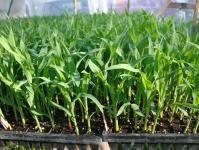 Kukurūzai: auginimo atvirame lauke ypatybės