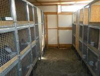 How to build comfortable cages for rabbits