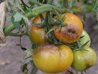Kaip kovoti su vėlyvu pomidorų pūtimu: simptomai, priežastys ir gydymas