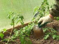The use of iodine and milk for spraying tomatoes