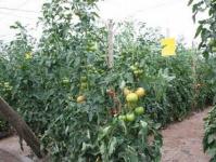 Способи підв'язування помідорів при вирощуванні у відкритому ґрунті.
