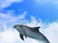 Тлумачення снів про дельфінів