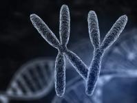 Колку хромозоми имаат различни животни За што се одговорни?