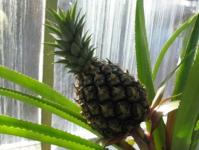 Kuidas kodus ananassi kasvatada