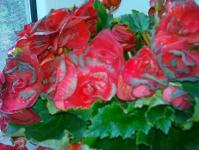 Why do begonias drop buds and how to solve the problem