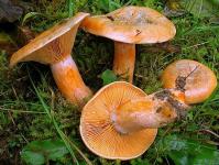 Mitä sieniä voit syödä vahingoittamatta terveyttäsi?
