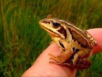 Signs of a frog in.  Toad in the house - signs