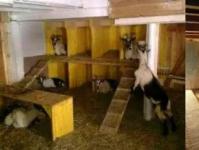 Cách xây chuồng bò - nhà cho đại gia súc