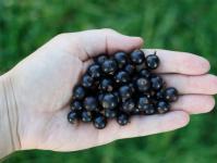 Lợi ích sức khỏe và tác hại của blackcurrant