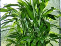 Kuinka kasvattaa bambua kotona siemenistä?