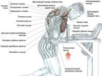 Основни вежби за горниот дел од телото