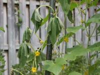 Protection (processing) of cucumbers from diseases Is it possible to process cucumbers
