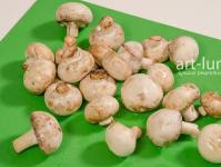 Pehmeä kananfilee kermaisessa sienikastikkeessa