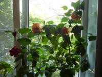 When is the best time to prune indoor hibiscus?