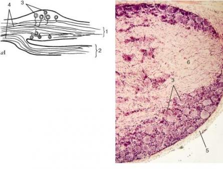 Particular histology nervous system Embryonic source of formation of the peripheral nervous system